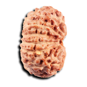 13 Mukhi Indonesian Rudraksha - Bead No. 271