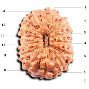 13 Mukhi Indonesian Rudraksha - Bead No 272