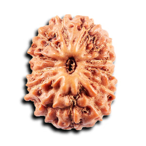 13 Mukhi Indonesian Rudraksha - Bead No 272