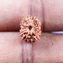 Load image into Gallery viewer, 13 Mukhi Indonesian Rudraksha - Bead No 272
