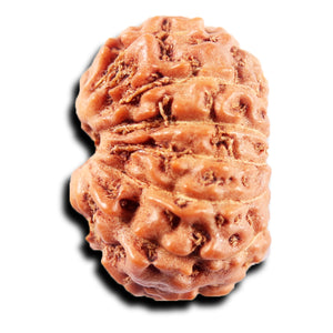 13 Mukhi Indonesian Rudraksha - Bead No 272