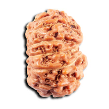 Load image into Gallery viewer, 13 Mukhi Indonesian Rudraksha - Bead No 272
