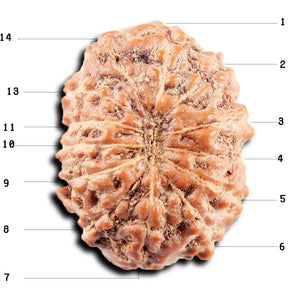 13 Mukhi Indonesian Rudraksha - Bead No 273