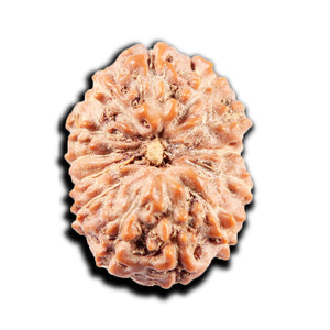 13 Mukhi Indonesian Rudraksha - Bead No 273