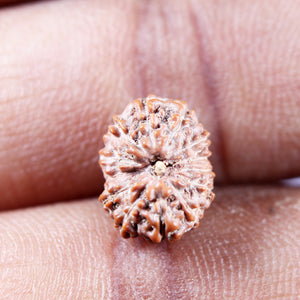 13 Mukhi Indonesian Rudraksha - Bead No 273