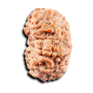 13 Mukhi Indonesian Rudraksha - Bead No 273