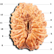 Load image into Gallery viewer, 13 Mukhi Indonesian Rudraksha - Bead No 274
