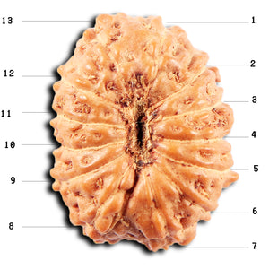 13 Mukhi Indonesian Rudraksha - Bead No 274