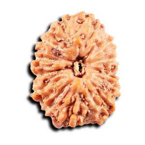 13 Mukhi Indonesian Rudraksha - Bead No 274