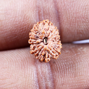 13 Mukhi Indonesian Rudraksha - Bead No 274