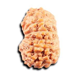 13 Mukhi Indonesian Rudraksha - Bead No 274