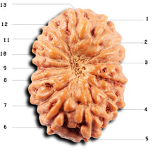 Load image into Gallery viewer, 13 Mukhi Indonesian Rudraksha - Bead No 275
