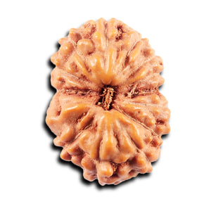 13 Mukhi Indonesian Rudraksha - Bead No 275