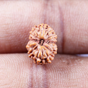 13 Mukhi Indonesian Rudraksha - Bead No 275