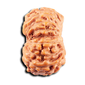 13 Mukhi Indonesian Rudraksha - Bead No 275