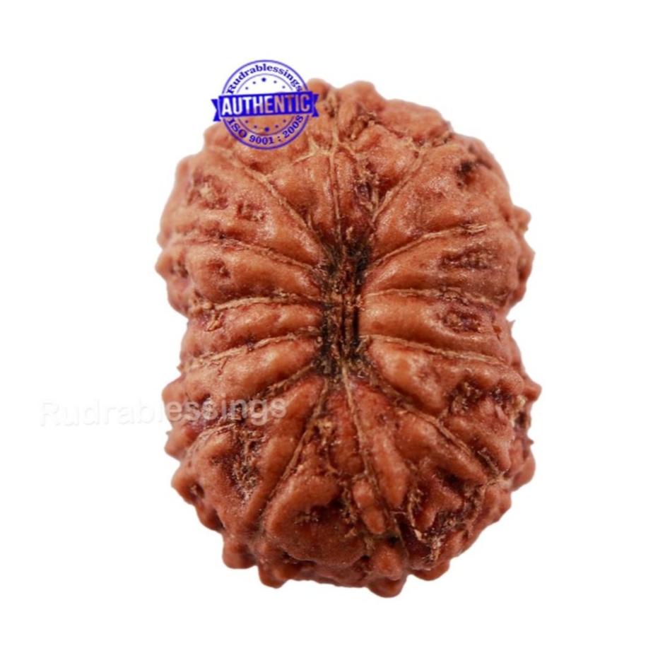 13 Mukhi Indonesian Rudraksha - Bead No. 164