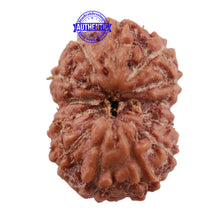 Load image into Gallery viewer, 13 Mukhi Indonesian Rudraksha - Bead No. 164
