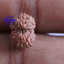 Load image into Gallery viewer, 13 Mukhi Indonesian Rudraksha - Bead No. 164
