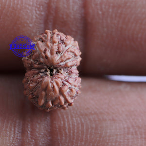 13 Mukhi Indonesian Rudraksha - Bead No. 164