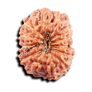 13 Mukhi Indonesian Rudraksha - Bead No 262