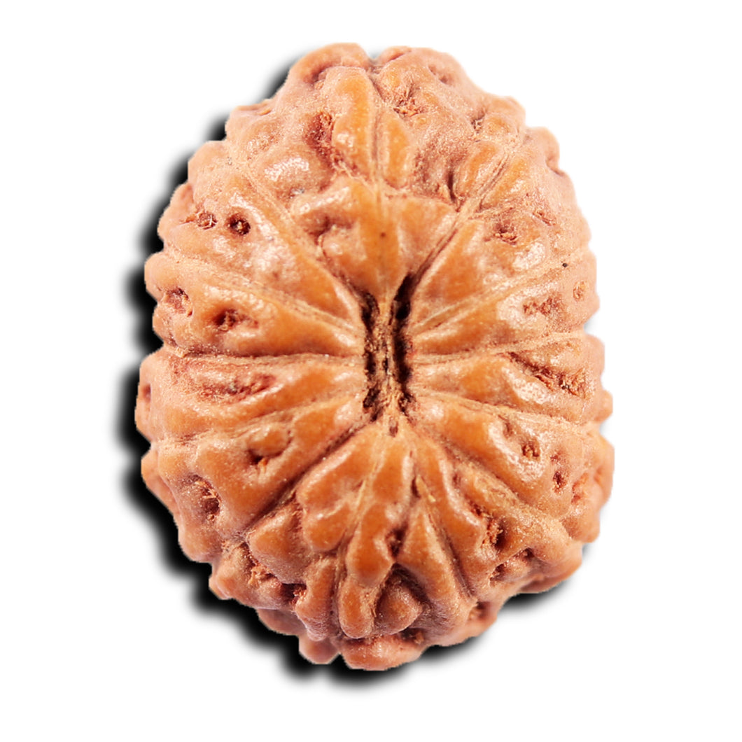 13 Mukhi Indonesian Rudraksha - Bead No 263