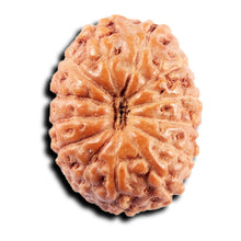 Load image into Gallery viewer, 13 Mukhi Indonesian Rudraksha - Bead No 264
