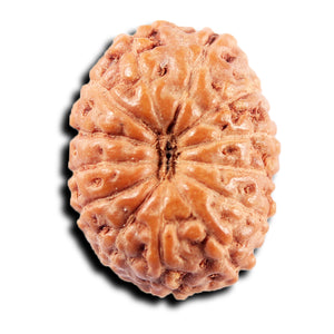 13 Mukhi Indonesian Rudraksha - Bead No 264