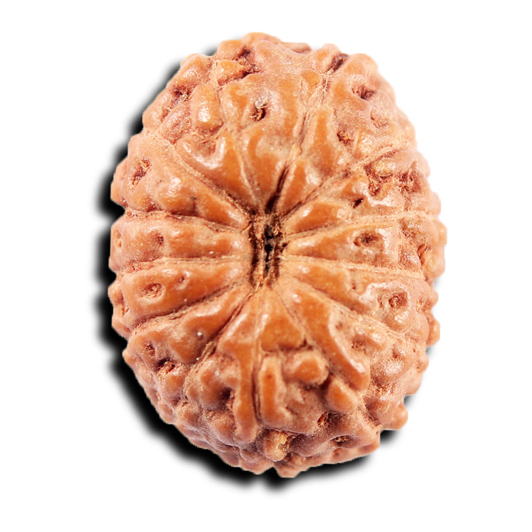 13 Mukhi Indonesian Rudraksha - Bead No 264