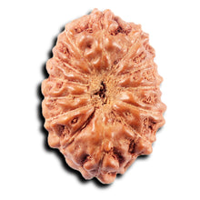 Load image into Gallery viewer, 13 Mukhi Indonesian Rudraksha - Bead No 266
