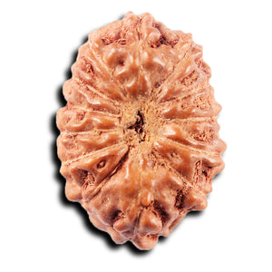 13 Mukhi Indonesian Rudraksha - Bead No 266