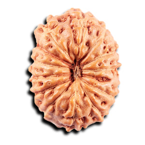 13 Mukhi Indonesian Rudraksha - Bead No. 268