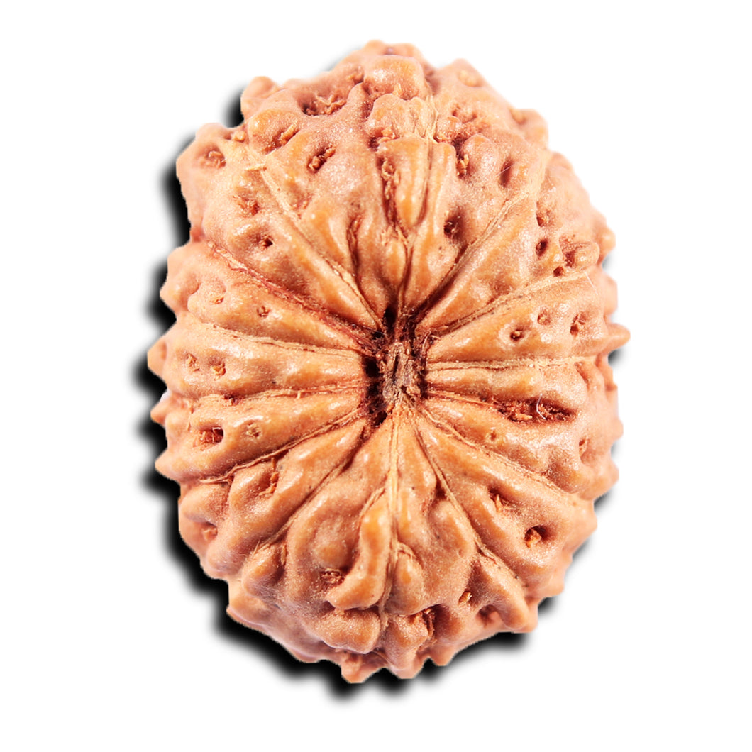 13 Mukhi Indonesian Rudraksha - Bead No. 268