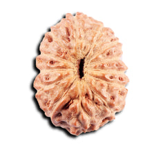 Load image into Gallery viewer, 13 Mukhi Indonesian Rudraksha - Bead No. 271
