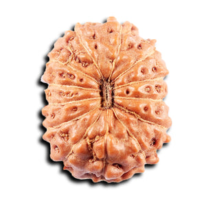 13 Mukhi Indonesian Rudraksha - Bead No 272