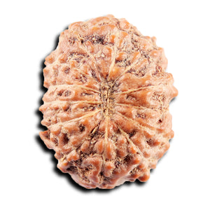 13 Mukhi Indonesian Rudraksha - Bead No 273