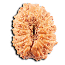 Load image into Gallery viewer, 13 Mukhi Indonesian Rudraksha - Bead No 274
