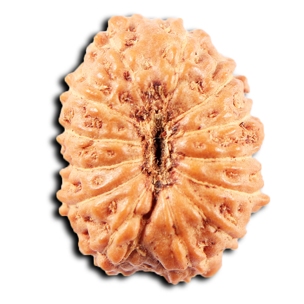 13 Mukhi Indonesian Rudraksha - Bead No 274