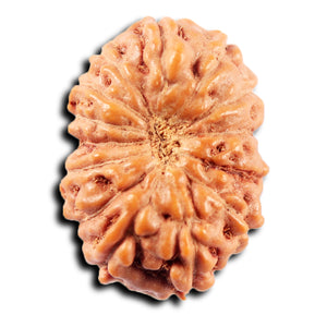 13 Mukhi Indonesian Rudraksha - Bead No 275