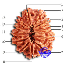 Load image into Gallery viewer, 13 Mukhi Nepalese Rudraksha - Bead No. 358
