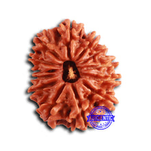 Load image into Gallery viewer, 13 Mukhi Nepalese Rudraksha - Bead No. 358
