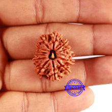 Load image into Gallery viewer, 13 Mukhi Nepalese Rudraksha - Bead No. 358
