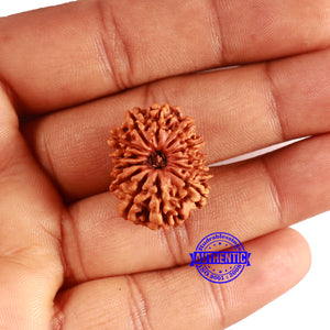 13 Mukhi Nepalese Rudraksha - Bead No. 365