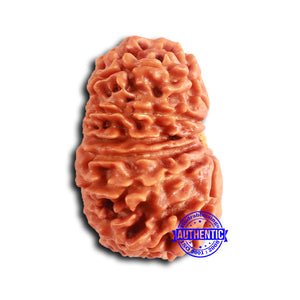 13 Mukhi Nepalese Rudraksha - Bead No. 358