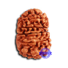 Load image into Gallery viewer, 13 Mukhi Nepalese Rudraksha - Bead No. 365
