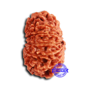 13 Mukhi Nepalese Rudraksha - Bead No. 358