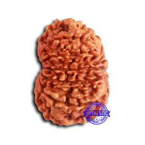 13 Mukhi Nepalese Rudraksha - Bead No. 365