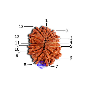 13 Mukhi Nepalese Rudraksha - Bead No. 376