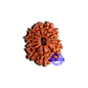 13 Mukhi Nepalese Rudraksha - Bead No. 376