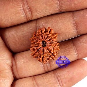 13 Mukhi Nepalese Rudraksha - Bead No. 376