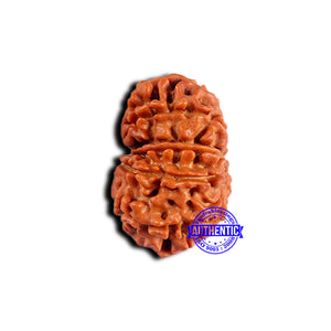 13 Mukhi Nepalese Rudraksha - Bead No. 376